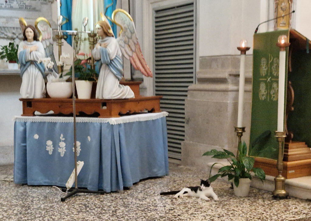 UPCF-Messa-gatto-2